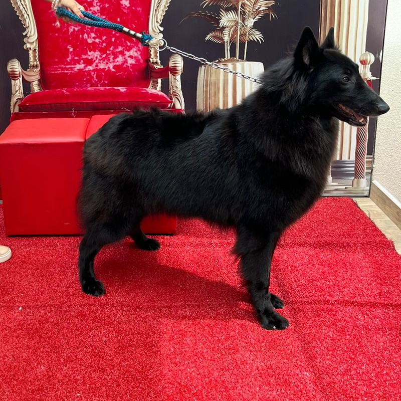 Pastor Belga Groenendael